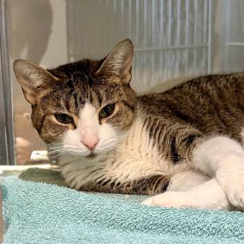 Domestic Short Hair Cats Available for Adoption - Olive Oil | PetCurious