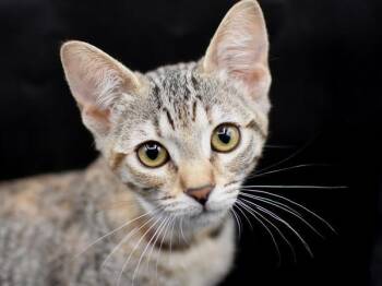 Basil -  Domestic Short Hair Cat for Adoption in Portland, Oregon - Basil | PetCurious