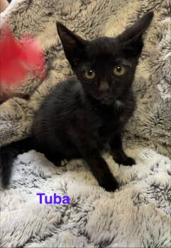 Tuba -  Domestic Short Hair Cat for Adoption in Shrewsbury, Massachusetts - Tuba | PetCurious