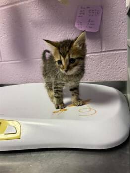 61139818 -  Domestic Short Hair Cat for Adoption in El Paso, Texas - 61139818 | PetCurious
