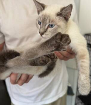 Smokey -  Domestic Medium Hair Cat for Adoption in Louisville, Illinois - Smokey | PetCurious