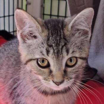 Fuchsia -  Domestic Short Hair Cat for Adoption in Chicago, Illinois - Fuchsia | PetCurious