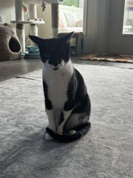 Duchess 3.15.24 -  Domestic Short Hair Cat Available for Adoption in Apopka, Florida - Duchess 3.15.24 | PetCurious