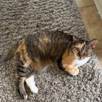 Miss -  Domestic Short Hair and Mixed Breed Cat for Adoption in Philadelphia, Pennsylvania - Miss | PetCurious