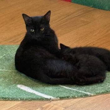 Domestic Medium Hair Cats Available for Adoption in Tustin, California - Storm | PetCurious