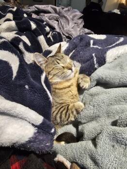 Rescue Domestic Short Hair Cats for Adoption in Conroe, Texas - Piper | PetCurious