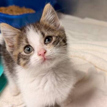 TIMON -  Domestic Short Hair Cat for Adoption in Corydon, Indiana - TIMON | PetCurious