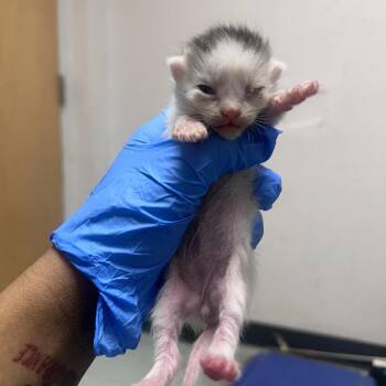 Bollie -  Domestic Short Hair Cat for Adoption in Philadelphia, Pennsylvania - Bollie | PetCurious