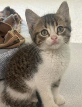Ocean -  Domestic Short Hair Cat for Adoption in Viroqua, Wisconsin - Ocean | PetCurious