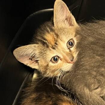 Miss Scarlett -  Domestic Short Hair Cat for Adoption in Greensboro, North Carolina - Miss Scarlett | PetCurious