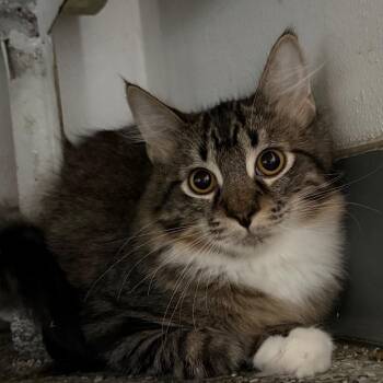 Spicy Socks -  Domestic Long Hair Cat for Adoption in Denver, Colorado - Spicy Socks | PetCurious