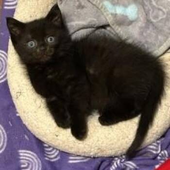 Rescue Domestic Short Hair Cats for Adoption in Waterloo, Iowa - Lemon | PetCurious