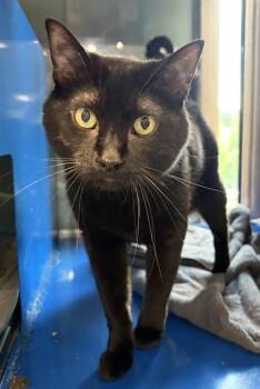 LP -  Domestic Short Hair Cat for Adoption in Westminster, Maryland - LP | PetCurious