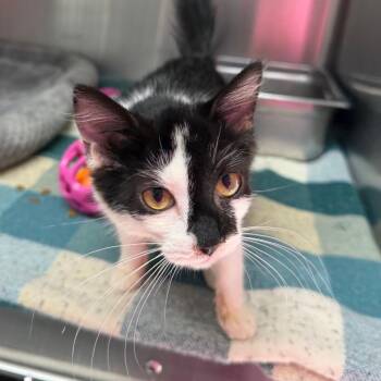 Greta -  Domestic Short Hair Cat for Adoption in Blairsville, Georgia - Greta | PetCurious