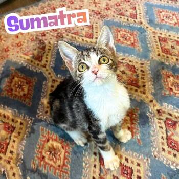 Sumatra -Marbled Tabby Snuggly Kitten- -  Domestic Short Hair Cat for Adoption in Riverview, Florida - Sumatra -Marbled Tabby Snuggly Kitten- | PetCurious