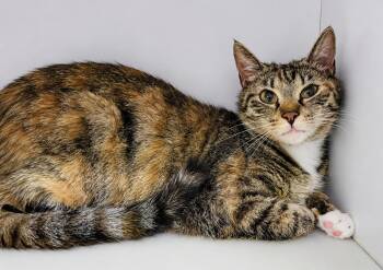 Jeni -  Tabby and Calico Cat for Adoption in Cuyahoga Falls, Ohio - Jeni | PetCurious