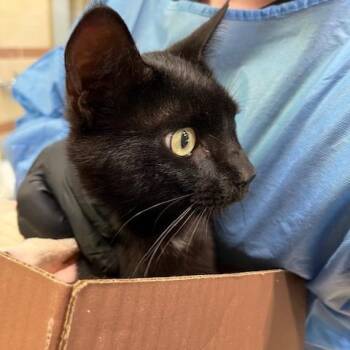 Raven -  Domestic Short Hair Cat for Adoption in Winston-salem, North Carolina - Raven | PetCurious