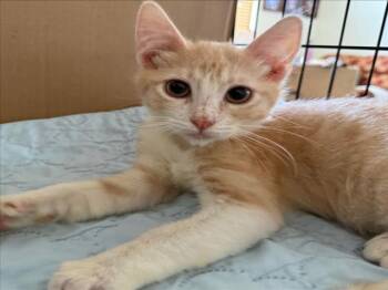 Domestic Short Hair Cats Available for Adoption - *VALENTINE | PetCurious