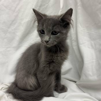 Hoot -  Domestic Long Hair Cat for Adoption in Fredericksburg, Virginia - Hoot | PetCurious