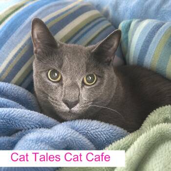 Gary -  Domestic Short Hair Cat Available for Adoption in Chapel Hill, North Carolina - Gary | PetCurious