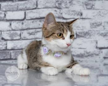 Toast -  Domestic Short Hair and Tabby Cat for Adoption in Tuscaloosa, Alabama - Toast | PetCurious