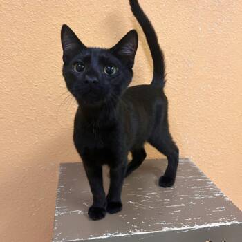 Snapple -  Domestic Short Hair Cat for Adoption in Fresno, California - Snapple | PetCurious