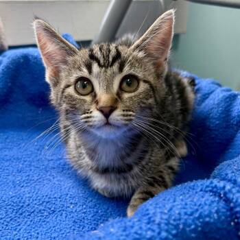 Meatball -  Domestic Short Hair Cat for Adoption in New Fairfield, Connecticut - Meatball | PetCurious