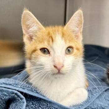 X Ron -  Domestic Short Hair Cat for Adoption in Atlanta, Georgia - X Ron | PetCurious