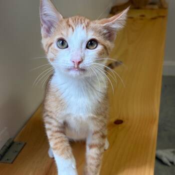 Ginger Snap -  Domestic Short Hair Cat for Adoption in Morristown, Vermont - Ginger Snap | PetCurious