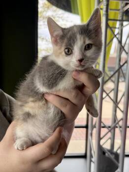 Domestic Short Hair and Dilute Calico Cats Available for Adoption in Gilberts, Illinois - CAT - Libby | PetCurious