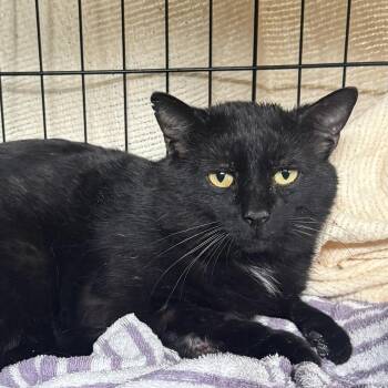 Domestic Short Hair Cats Available for Adoption in Canonsburg, Pennsylvania - Onyx | PetCurious