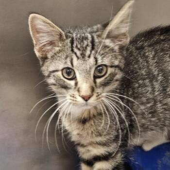 Rescue Domestic Short Hair Cats for Adoption in Evansville, Indiana - Zoom | PetCurious