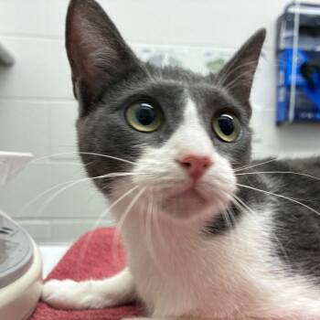 Abelia -  Domestic Short Hair Cat for Adoption in Corpus Christi, Texas - Abelia | PetCurious