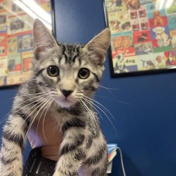 MISTY -  Domestic Short Hair Cat for Adoption in Thousand Palms, California - MISTY | PetCurious