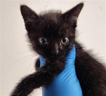A2475970 -  Domestic Short Hair Cat for Adoption in Fort Lauderdale, Florida - A2475970 | PetCurious