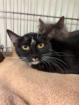 Mini -  Domestic Medium Hair Cat for Adoption in Rock Springs, Wyoming - Mini | PetCurious
