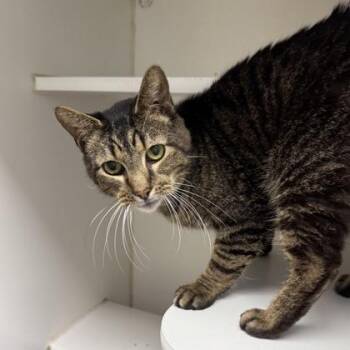 Domestic Short Hair Cats Available for Adoption in Reisterstown, Maryland - Ronaldo | PetCurious
