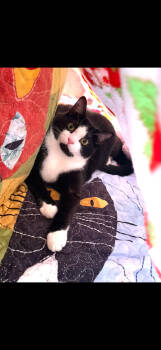 Rescue Domestic Short Hair Cats for Adoption in Brandon, Florida - Orzo (Bonded With Fettuccine) | PetCurious