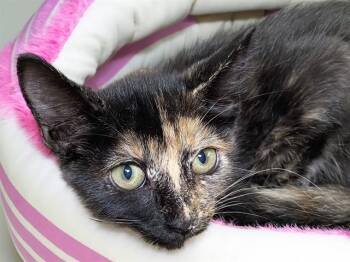 QUINN -  Domestic Short Hair Cat for Adoption in Fort Lauderdale, Florida - QUINN | PetCurious