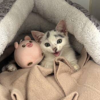 Kirby -  Domestic Short Hair Cat for Adoption in Reisterstown, Maryland - Kirby | PetCurious