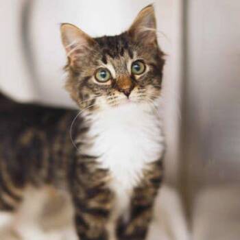 Simone -  Domestic Short Hair Cat for Adoption in Atlanta, Georgia - Simone | PetCurious