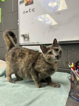 Domestic Short Hair Cats Available for Adoption in Fort Worth, Texas - Madeline Fogg | PetCurious