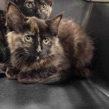 Badger -  Domestic Medium Hair Cat for Adoption in Chattanooga, Tennessee - Badger | PetCurious