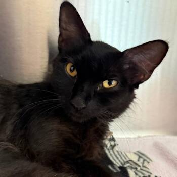 Beaches -  Domestic Long Hair Cat for Adoption in Tucson, Arizona - Beaches | PetCurious