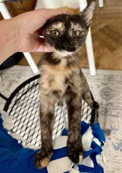 Bobbie -  Domestic Short Hair Cat for Adoption - Bobbie | PetCurious