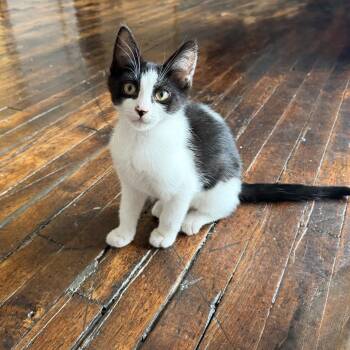 Bandit -  Domestic Short Hair Cat for Adoption in Carmel, Indiana - Bandit | PetCurious