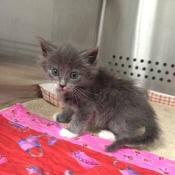 Catten America -  Domestic Medium Hair Cat for Adoption in Indianapolis, Indiana - Catten America | PetCurious