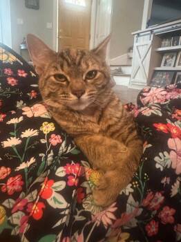 Rescue Domestic Short Hair Cats for Adoption in Mokena, Illinois - Fearless | PetCurious