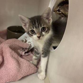 Alaska -  Domestic Short Hair Cat for Adoption in Redwood City, California - Alaska | PetCurious