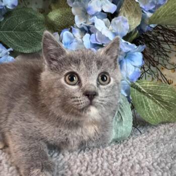 Jub Jub Bird -  Domestic Short Hair Cat for Adoption in Toms River, New Jersey - Jub Jub Bird | PetCurious